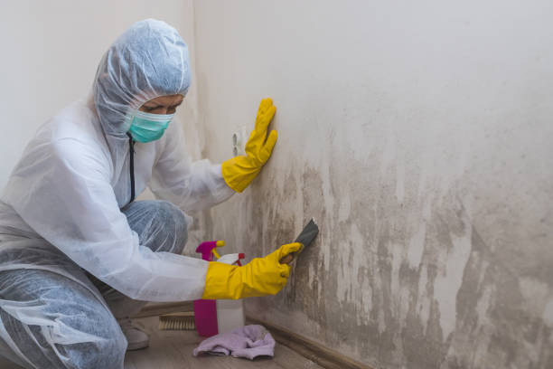 Best Industrial Mold Remediation  in Silver Ridge, NJ