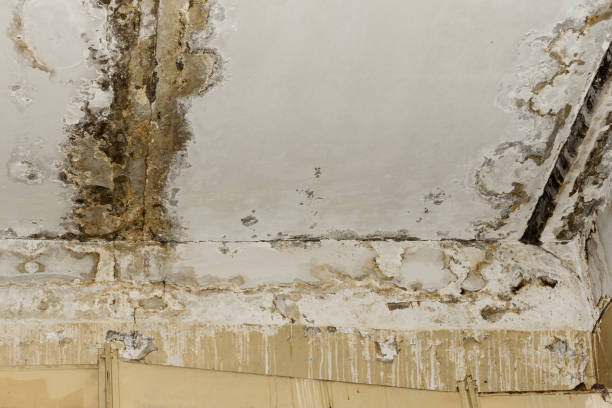 Best Mold Odor Removal Services  in Silver Ridge, NJ