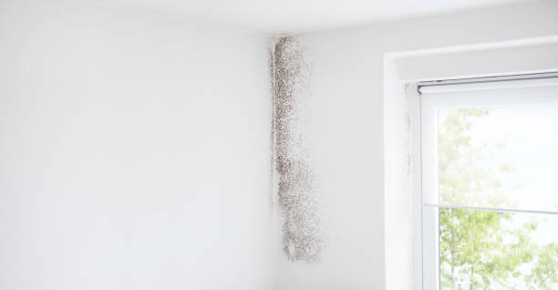 Best Asbestos and Lead Testing During Mold Inspection  in Silver Ridge, NJ
