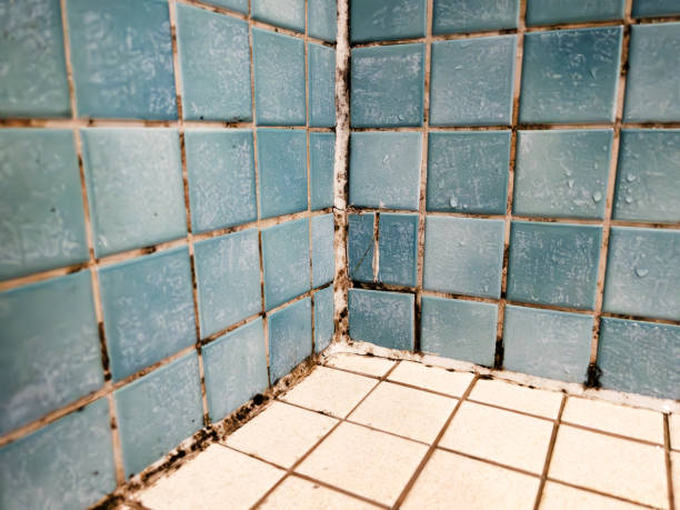 Best Attic Mold Removal  in Silver Ridge, NJ