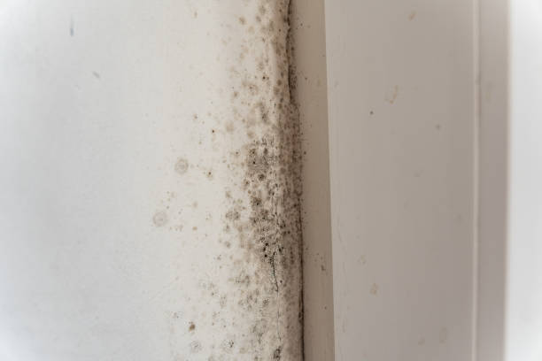 Best Black Mold Removal  in Silver Ridge, NJ