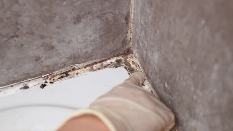 Best Commercial Mold Inspection  in Silver Ridge, NJ