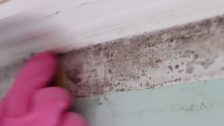 Best Emergency Mold Remediation  in Silver Ridge, NJ